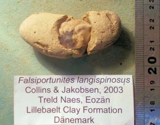 Rare Complete? 5cm Eocene Crab Falsiportunites Langispinosus; Will Prep: Danmark
