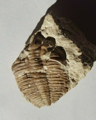 Huntonia (huntoniatonia) Devonian Trilobite Fossil From Oklahoma