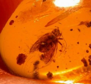 Moth with Wasp and Fly in Authentic Dominican Amber Fossil Gemstone 2