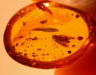 Moth with Wasp and Fly in Authentic Dominican Amber Fossil Gemstone 4