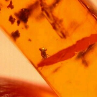 Moth with Wasp and Fly in Authentic Dominican Amber Fossil Gemstone 5