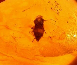 Homopteran With Wide Open Wings In Burmite Amber Fossil Dinosaur Age