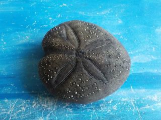 Rare Sea Urchin (spatangus) Marvelous 66.  80 Mm From Greece