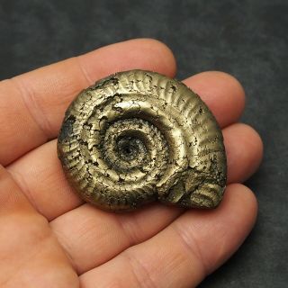 53mm Hildoceras Ammonite Pyrite Mineral Fossil Fossilien Ammoniten France