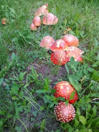 2019 Colorado Amanita Fly Agaric Mushroom - Dry,  Dehydrated 1 Oz.  / 28 Grams