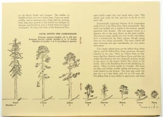 1952 Santa Barbara California Natural History Native Pines booklet b 2
