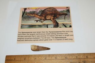 Spinosaurus Tooth 2 " Teeth Dinosaur Fossil T Rex Era Cretaceous Sps28