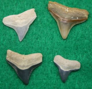 Bone Valley Bull Shark Teeth Florida Fossil Set Of 4 Beach Ocean Surffishing
