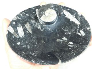 A Big Fossil Plate Made Out Of 400 Million Year Old Orthoceras Fossils 421gr E