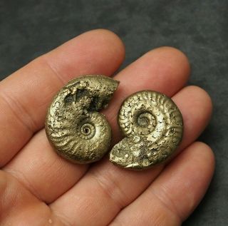 2x Ammonite 32 - 35mm Pyrite Mineral Fossil Fossilien Ammoniten France