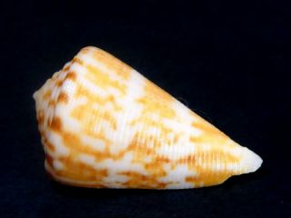 Conus Minnamurra,  Very Rare