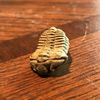 Trilobite American Gem Fine Detail Fossilized Bug Fossil Illinois Usa