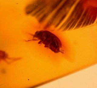 Male Beetle With Genitalia Displayed In Authentic Dominican Amber Fossil Gem