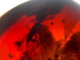 Wasp In Red Blood Amber Burmite Myanmar Burmese Amber Insect Fossil Dinosaur Age