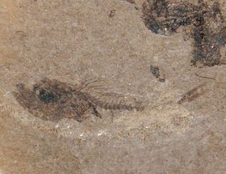 Rare Oligocene Fossil Fish - Vinciguerria Sp