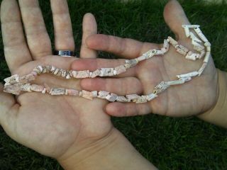 Great Shell Bead Strand Kern Co Ca Authentic