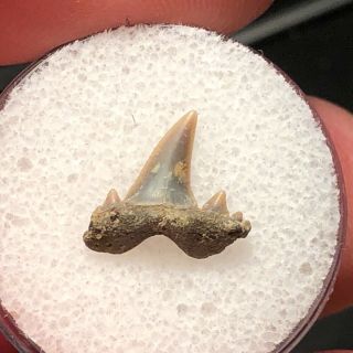 19 Sr / Fossil Shark Tooth Cretaceous N.  Sulphur River Tx.  Wolf Fam.  Coll.