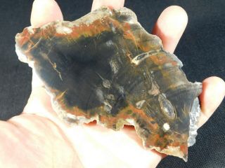 A Polished Petrified Wood Fossil From The Circle Cliffs Utah 187gr E