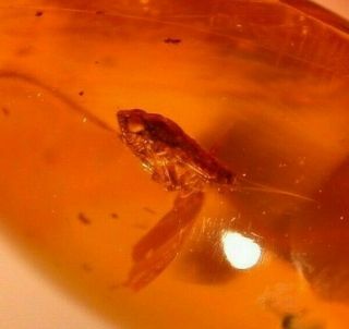 Fulgoroid Insect With Large Eyes In Authentic Dominican Amber Fossil Gemstone