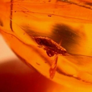 Fulgoroid Insect with Large Eyes in Authentic Dominican Amber Fossil Gemstone 3