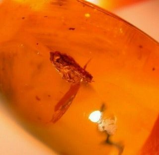 Fulgoroid Insect with Large Eyes in Authentic Dominican Amber Fossil Gemstone 4