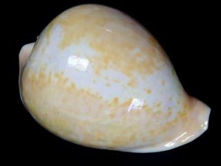 Seashell,  Cowry,  Cypraea Armeniaca Westralica