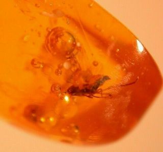 Ancient Water Bubbles With 2 Fulgoroids In Authentic Dominican Amber Fossil
