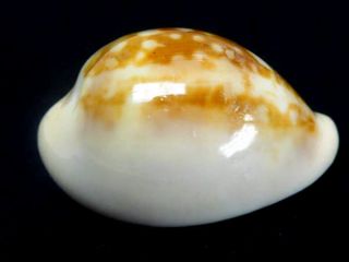 Seashell,  Cowry,  Cypraea Angelicae