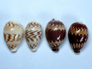 Seashell,  Cowry,  Cypraea Diluculum,  Set Of 4