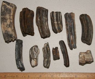 12 Fossil Horse Teeth - Ice Age Mammal Fossils - Florida