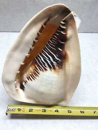 Rare 8” Cassis Madagascarensis Queens Helmet Conch Shell