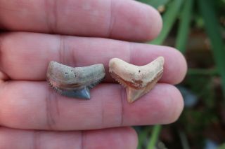Tiger Shark Fossil Teeth (2) Bone Valley Florida