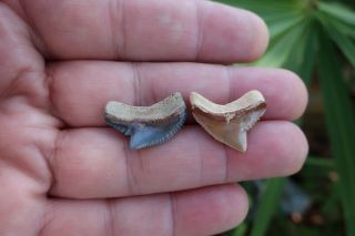 Tiger Shark Fossil Teeth (2) Bone Valley Florida 2