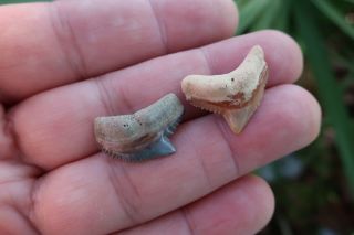 Tiger Shark Fossil Teeth (2) Bone Valley Florida 3