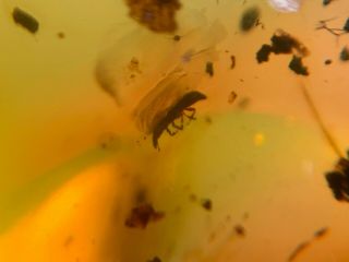 Small Unknown Beetle Burmite Myanmar Burmese Amber Insect Fossil Dinosaur Age