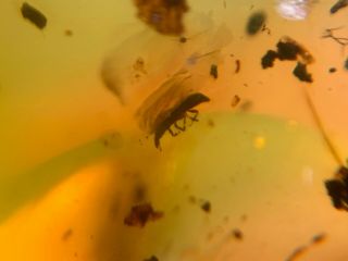 small unknown beetle Burmite Myanmar Burmese Amber insect fossil dinosaur age 2