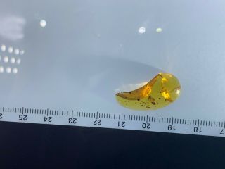 small unknown beetle Burmite Myanmar Burmese Amber insect fossil dinosaur age 3