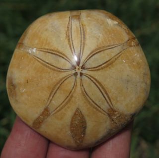 58mm 2.  6oz Natural Madagascar Urchin Stone Sand Dollar Fossil Specimen Sea Shell