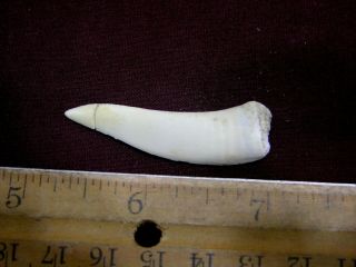 Saber Tooth Herring Fossil Tooth Enchodus Cretaceous 1.  5 Inch E16