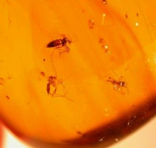 5 Flies,  Web Strand,  Mites In Burmite Amber Fossil Gemstone From Dinosaur Age