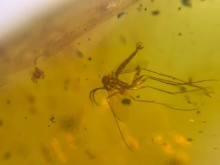 Mosquito Fly&small Spider Burmite Myanmar Burma Amber Insect Fossil Dinosaur Age