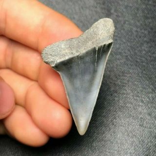 Sharp 1.  63 " Mako Shark Tooth Teeth Fossil Sharks Necklace Jaws Jaw Megalodon