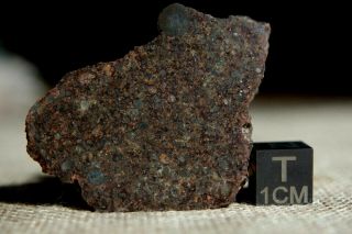 Nwa 12515 L4 Chondrite Meteorite 15.  2g Part Slice Packed With Big Chondrule