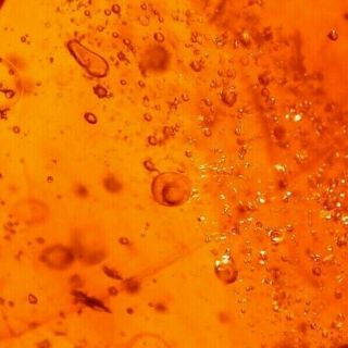 Cretaceous Water Bubble Enhydro With Beetle In Burmite Amber Fossil Dinosaur Age