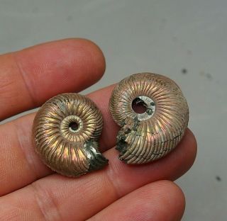2x Quenstedtoceras 28 - 31mm Pyrite Ammonite Fossils Callovian Fossilien Russia