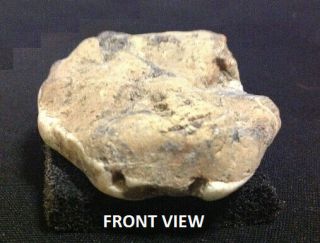 Fossilized Snake Head Fossil Rock Prehistoric Take A look 2