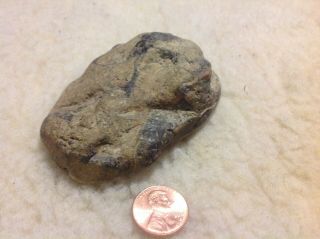 Fossilized Snake Head Fossil Rock Prehistoric Take A look 4