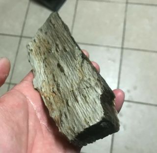 Texas Petrified White Palm Wood Limb Branch Fossil 6 1/2 