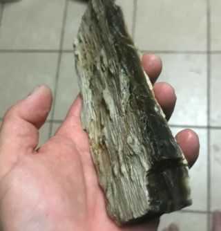 Texas Petrified White Palm Wood Limb Branch Fossil 6 1/2 