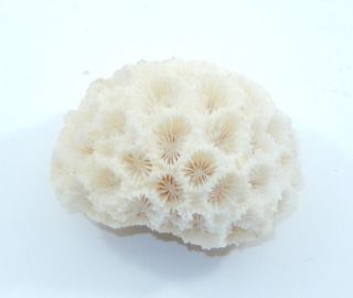 Vintage Neat White Coral Small Decoration Fish Tank